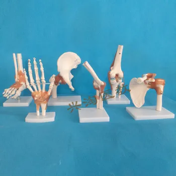модел на човешкия скелет 6 бр. модел на скелета на раменните стави, локтевых, костите, обратно към върха, на тазобедрените, коленните и ставите голеностопных